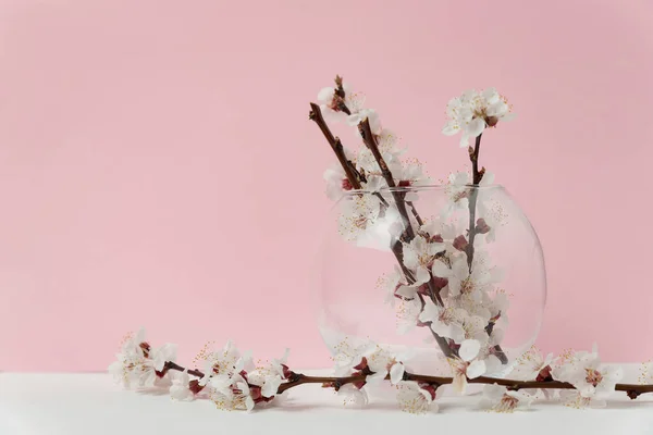Jarrón Vidrio Con Flores Florecientes Albaricoque Sobre Fondo Rosa Primavera —  Fotos de Stock