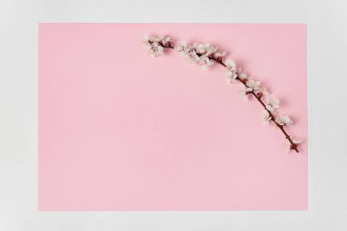 Pembe arka planda bir kayısı ağacının narin çiçekli dalları. Şablon. Arkaplan. Model.