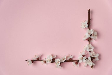 Pembe arka planda beyaz çiçeklerle çiçek açan ağaç dalının çerçevesi. Şablon. Arkaplan. Model.