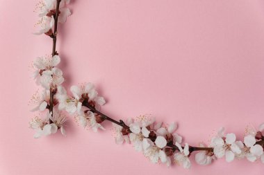 Kayısı ağacının beyaz çiçekleri pembe arka planda. Şablon. Arkaplan. Model.