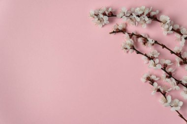 Pembe arka planda çiçekli kayısı ağacı dalı. Şablon. Arkaplan. Model.