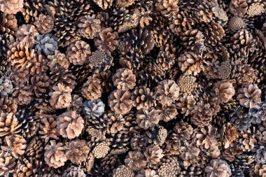 Spruce koni üst görünüm. Doğal arkaplan