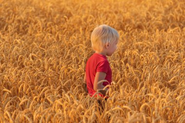 Sarışın çocuk olgun buğday tarlasında yürüyor. Altın kulaklar arasındaki çocuk.