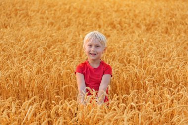Neşeli sarışın çocuk tarlada yürüyor olgunlaşmış buğday başakları arasında.
