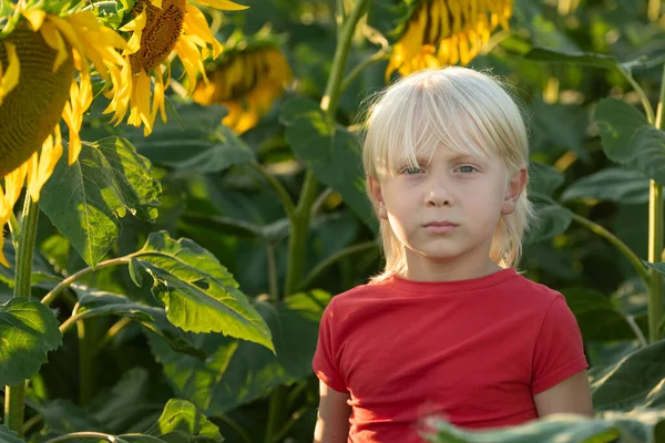 Retrato Del Chico Rubio Campo Girasoles Infancia Despreocupada Niño Edad —  Fotos de Stock