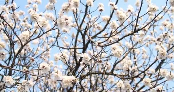 Exuberante damasco florido contra o céu azul. Árvore branca florescente. Primavera fundo natural — Vídeo de Stock