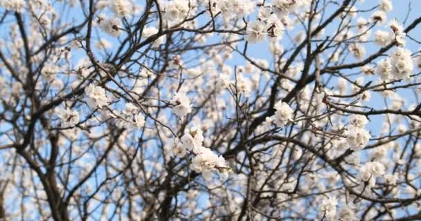 Vista inferior em exuberante damasco florido contra o céu azul. Árvore branca florescente. Primavera fundo natural — Vídeo de Stock