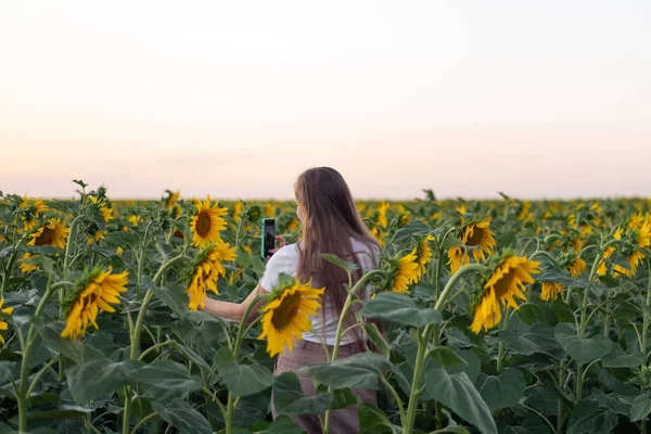 Dívka Prochází Pole Slunečnic Při Západu Slunce Fotí Smartphonu Ekologický — Stock fotografie