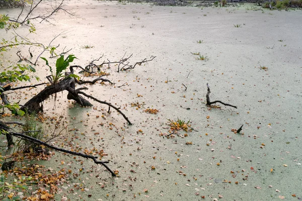 Swamp with tree branches and bog. Duckweed pond. bandoned pond. Ecology concept.