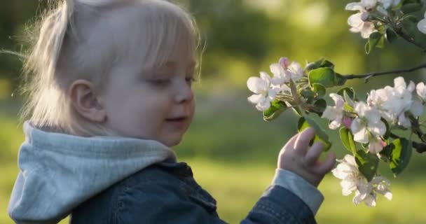 Gadis pirang dekat pohon apel mekar. Toddler menyentuh cabang berbunga. Close-up. — Stok Video