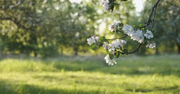 Kleines Mädchen kommt zum blühenden Apfelbaum und schnuppert Blumen. Kind im blühenden Garten. — Stockvideo