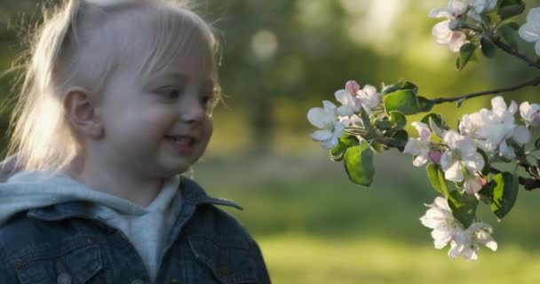 Mädchen 2 Jahre alt in der Nähe blühender Apfelbäume lächelt und berührt Blumen. Frühling. Apfelplantage. — Stockvideo