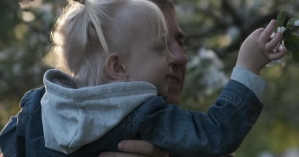 Dad is holding his little daughter near blossoming tree. Child touches tree branch. — Stock Video