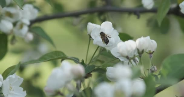 Blossom arbre fruitier et pollen de collecte d'abeilles. Branche florissante de pommier. Ferme là. Mouvement lent. — Video