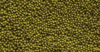 Mung bean rotates. Picture with green gram is moving in circular rotation. Close up. 
