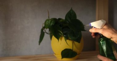 Çiçekleri sulayan sprey şişeli bir el. Ev hanımı bitkilerle sprey kullanarak ilgileniyor..