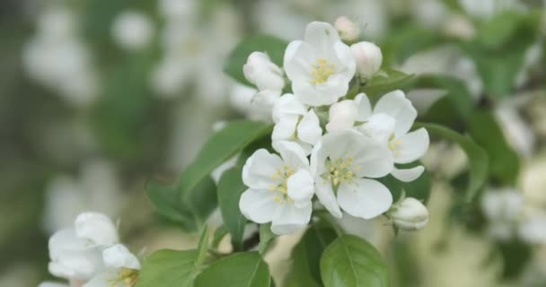 Maçã ramo da árvore com flores brancas. Floração exuberante da árvore. Ramo de árvore tremendo ao vento. Pomar. — Vídeo de Stock