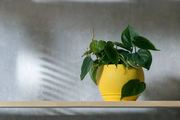 Decorative Houseplant Yellow Pot Wooden Shelf Scandens Plant Interior Bright — Stock Photo, Image