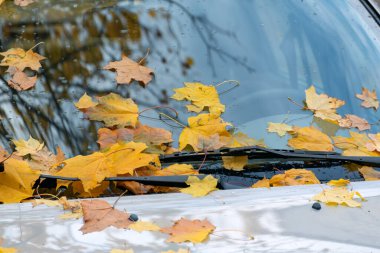 Arabanın kaputuna düşen sarı yapraklar. Arabanın ön camı sarı yapraklarla kaplı..