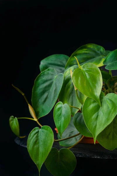 Zielone Liście Scandenów Roślina Ozdobna Czarnym Tle Filodendron Środku Rama — Zdjęcie stockowe