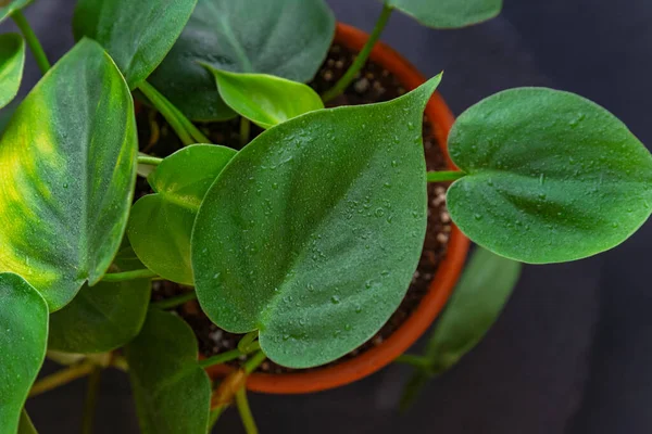 緑の水を閉じるの滴の葉 黒の背景に植物のフィロデンドロン — ストック写真