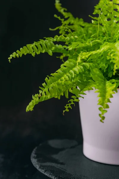 Lichtgroene Huisplant Witte Pot Decoratieve Varen Zwarte Achtergrond Binnenbloem Het — Stockfoto
