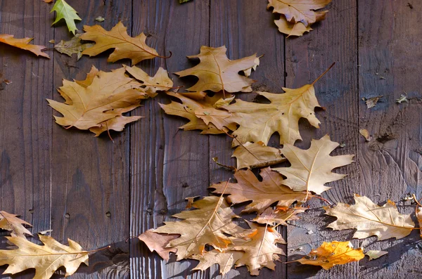 Fallna oaken lämnar på trä taket — Stockfoto