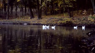Vahşi beyaz ördek ve bir su birikintisi sonbaharda Yüzme Kuğu
