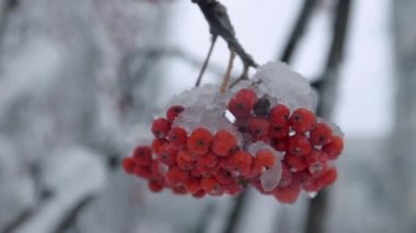 Kırmızı rowan, yazıtlı eriyen kar Şubesi