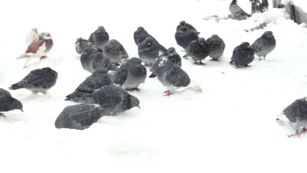 Pombos em uma tempestade de neve — Vídeo de Stock