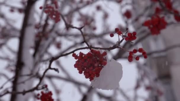 Schneebedeckter Zweig einer roten Eberesche im Schnee — Stockvideo