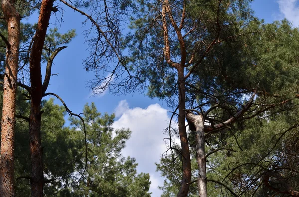 Pino retorcido sobre un fondo de cielo azul y nubes — Foto de Stock