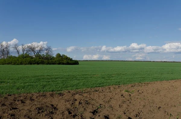 Campo de trigo verde y campo arado sobre un fondo de cielo azul — Foto de Stock