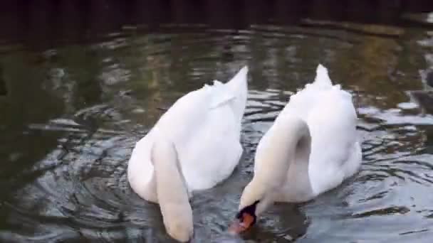 Dois cisnes brancos em uma lagoa bicando biscoito — Vídeo de Stock