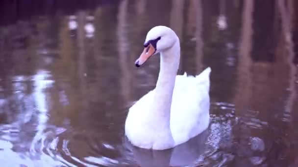 Cisne blanco en un estanque. Primer plano — Vídeos de Stock