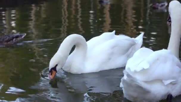 Cygnes blancs et canards sur l'étang. Gros plan 
