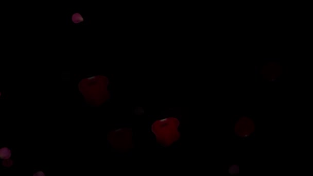 Květní Lístky Růže Padající Láska Oslava Počítačový Pohyb Grafická Láska — Stock video