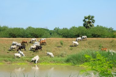 Ba dışında kırsal alanda otlayan inekler