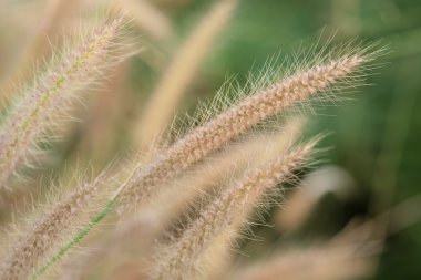 Buğdaygiller çimen çiçek