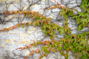 Tuğla duvarda sonbahar renk yaprakları