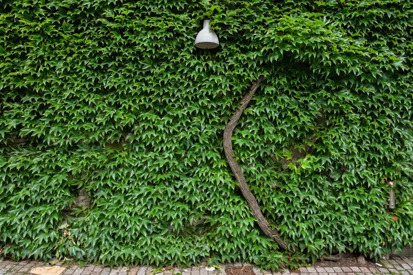 Groene Bladwand Met Lamp — Stockfoto