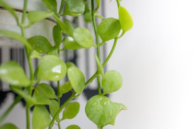 Closeup yeşil yaprakları