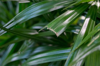 Yeşil yapraklar yakın.