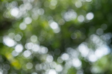 yeşil ve mavi yaz bokeh arka planı için