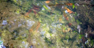 Kaplıca ve kristal havuzu Krabi güneyinde