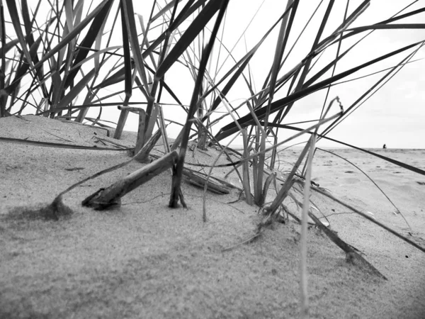 Weißes Und Schwarzes Gras Strand — Stockfoto