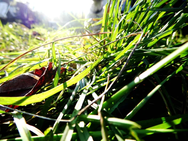 日差しの中で草します — ストック写真