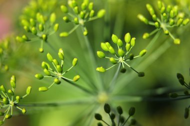 Dereotu, bitki, makro