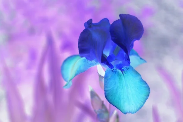Fiore d'iride, negativo — Foto Stock
