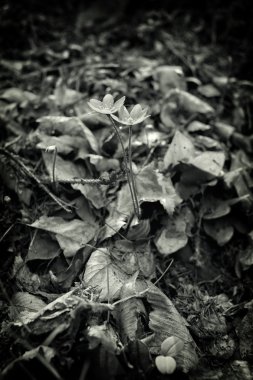 Siyah beyaz küçük çiçek çifti